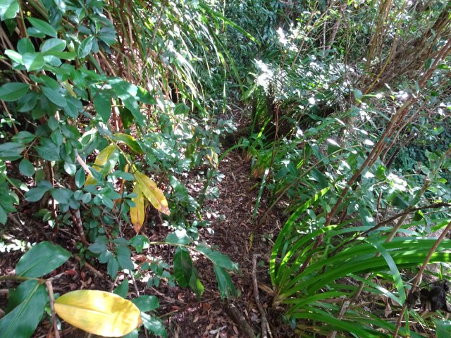 Sentier étroit le long d'un ravin bordé de pailles sabres