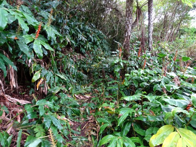 Il faut couper régulièrement les longoses qui repoussent sans arrêt