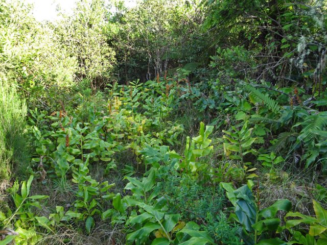 La clairière de la Ferme Deveaux se couvre lentement de goyaviers et longoses
