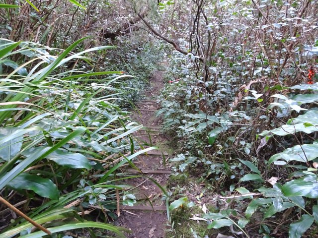 Il reste encore de belles portions constituées de marches en bois