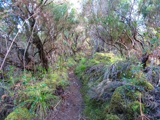 Belle partie moussue le long du rein