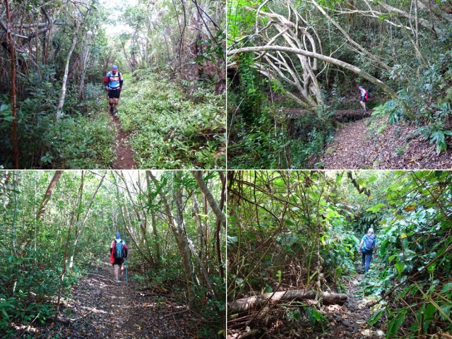 Jouvences, feuilles, terre et longoses au programme