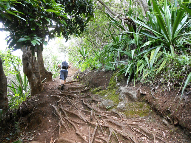 Le début du Sentier Cheval sur les racines des manguiers