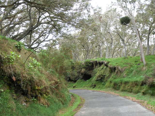 Arrivée à la Route Forestière des Tamarins, près du pont sur la Ravine Divon
