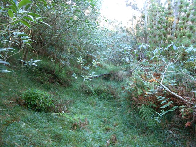 Une idée de la Ligne des Seize Cents bientôt dévorée par la végétation