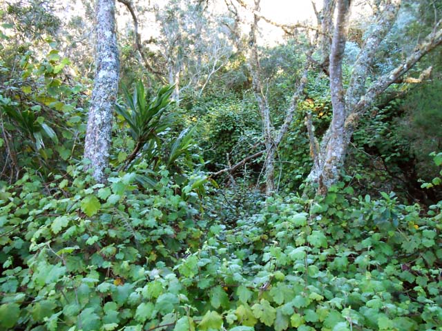 Toutes les pestes connues ont pris possession des lieux, surtout la vigne marronne