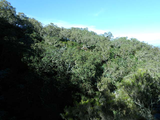 Les flancs de la ravine recouverts de tamarins des hauts