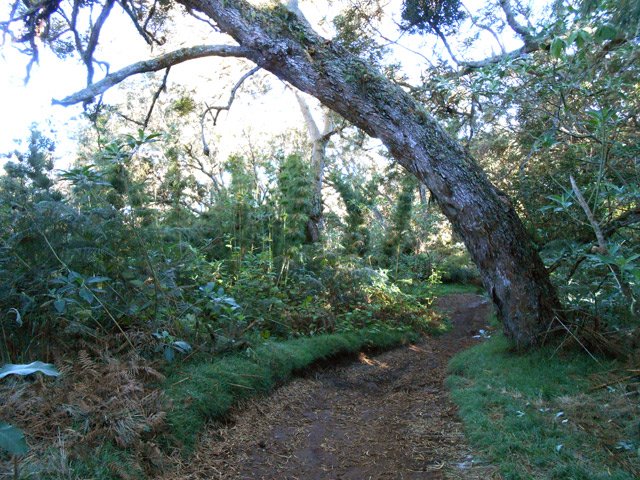 Passage sous un tamarin courbé