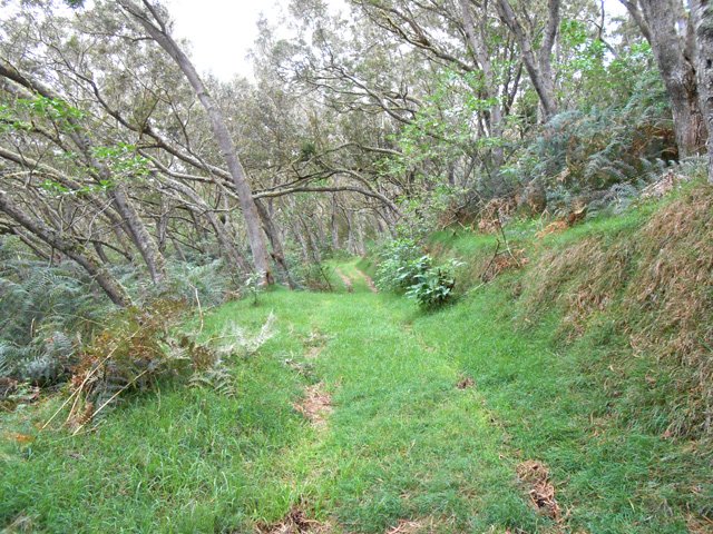 On retrouve la piste herbeuse en direction de la RF des Cryptomerias