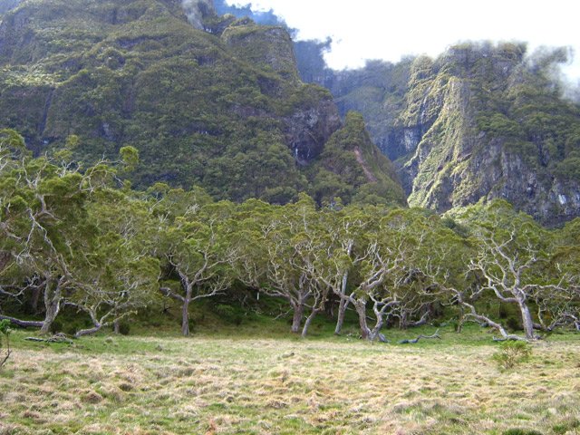 La Plaine des Tamarins avec ses prairies et forêts de tamarins au pied du Gros Morne