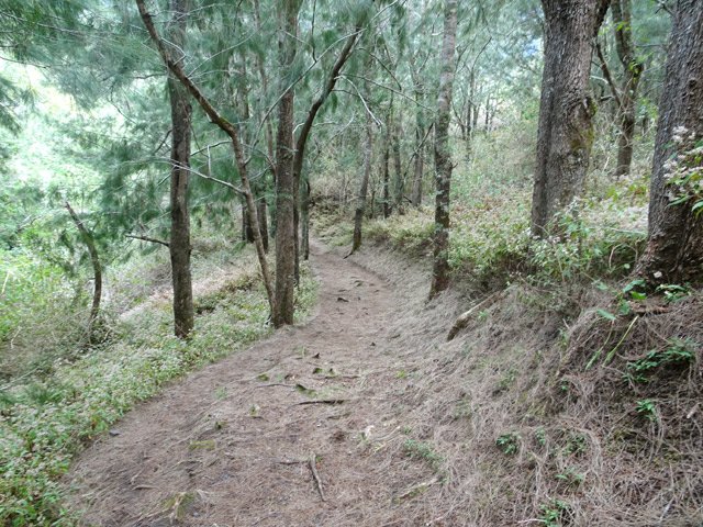 Le GRR1 dans la forêt de filaos avant le Bord de Mars