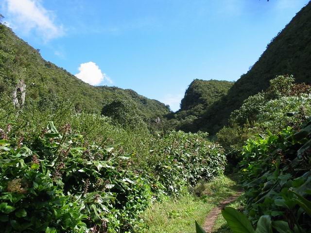 Sentier de Bras Patates donnant sur la brèche au pied du Piton Cabris.