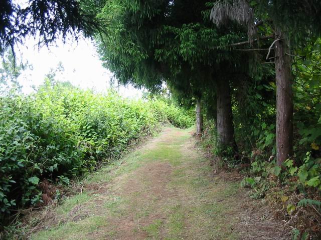 Un sentier sous les chriptomerias et les vignes marronnes.