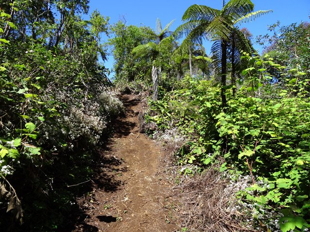 Plus loin, ce sont les vignes marronnes qui envahissent tout