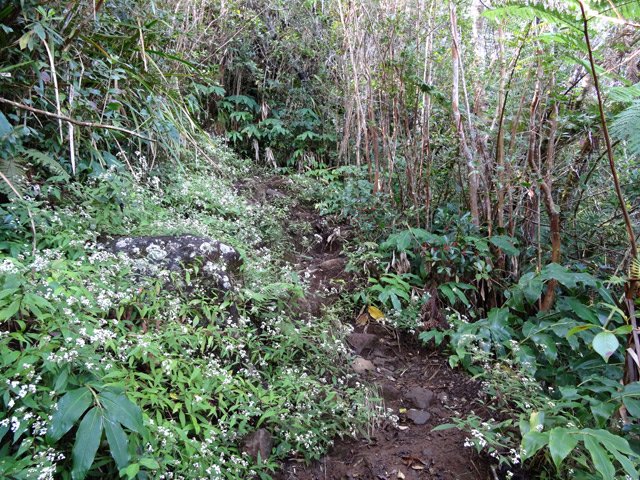 Une portion de sentier dans les jouvences pour la remontée vers la Plaine du Bois de Nèfles