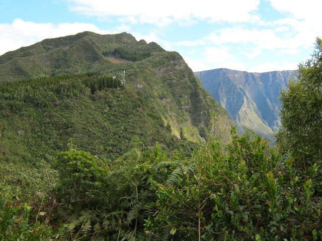 Les cryptomerias et les antennes de la fenêtre des Makes