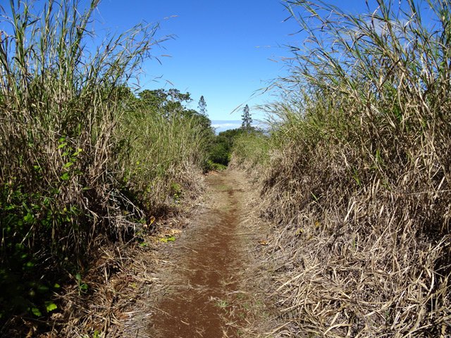 Passage dans les cannes fourragères de la plaine