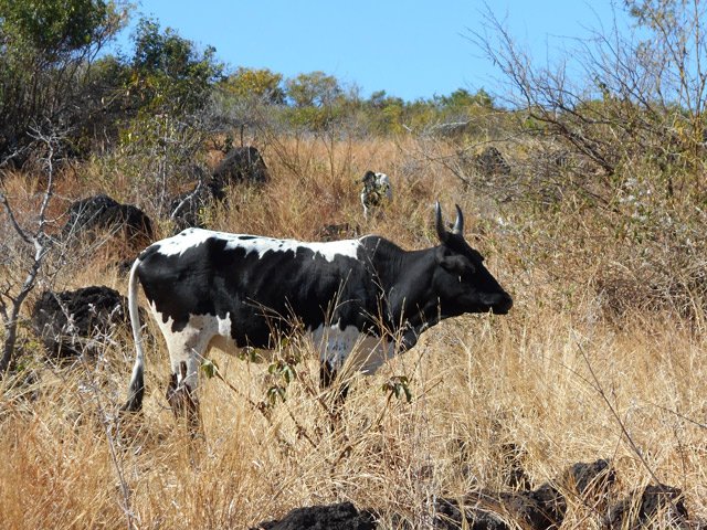 Des petites vaches inoffensives paissent tranquillement les herbes jaunes