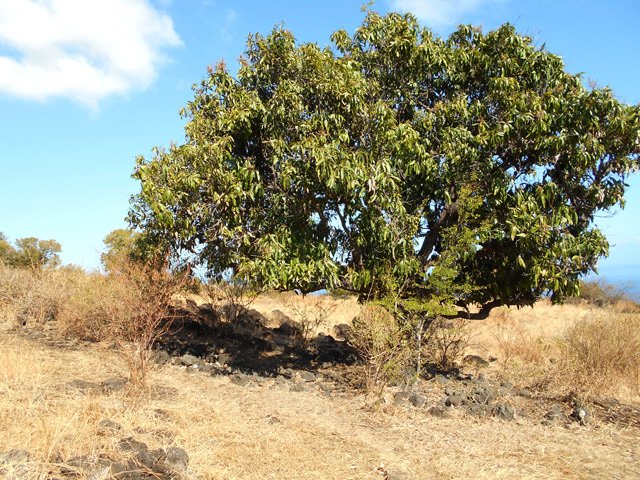 Le manguier, près de l'enclos, idéal pour la pause