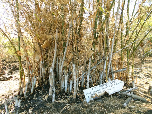 Les bambous ont perdu de leur verdeur avec le feu