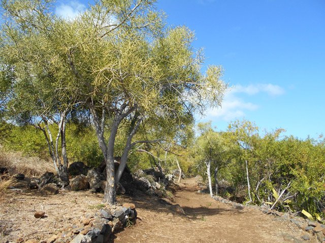 Début du sentier du Bassin Sandrine sous les arbres à la sève laiteuse