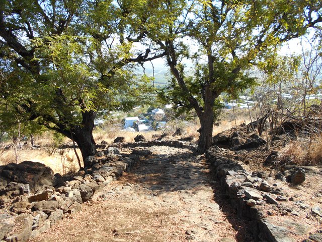 Quelques tamarins produisent beaucoup de fruits à la saison