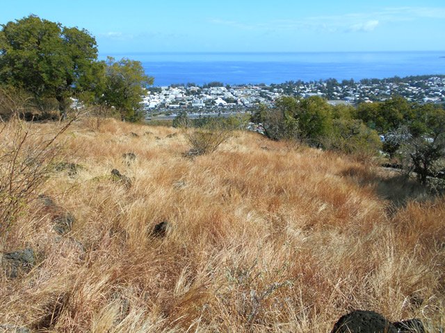 Les habituelles herbes jaunes de toute la région de Saint-Paul