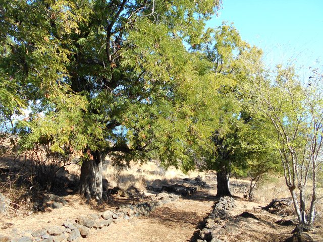 Une autre portion avec tamarins en bordure