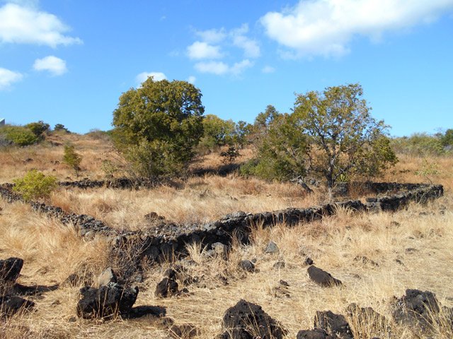 Vue d'ensemble de l'enclos où les bêtes avaient même de l'ombre