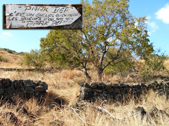Ce qu'il reste du parc des bœufs (Park Bef)