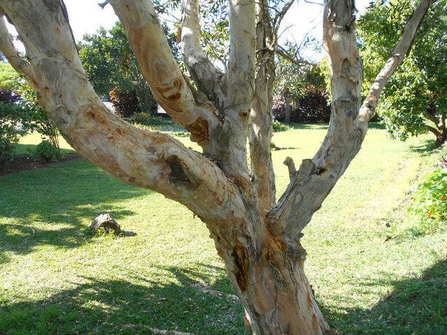 Etudier au passage les dizaines d'écorces superposées de l'eucalyptus