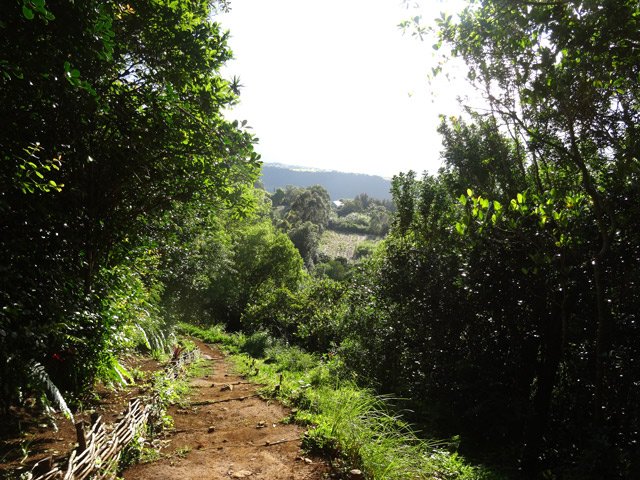 Une autre portion sous les poivriers