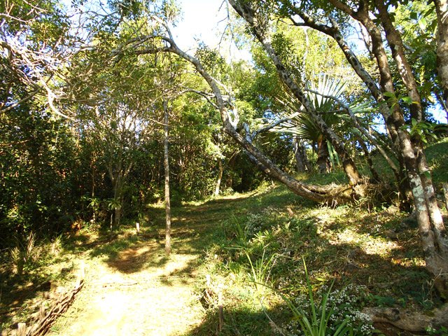 Fin de la partie boisée avant la prairie du sommet