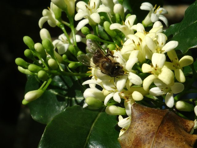 L'odeur très agréable des fleurs attirent les abeilles