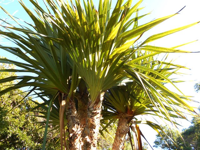Un pandanus perdu au milieu de grands natte