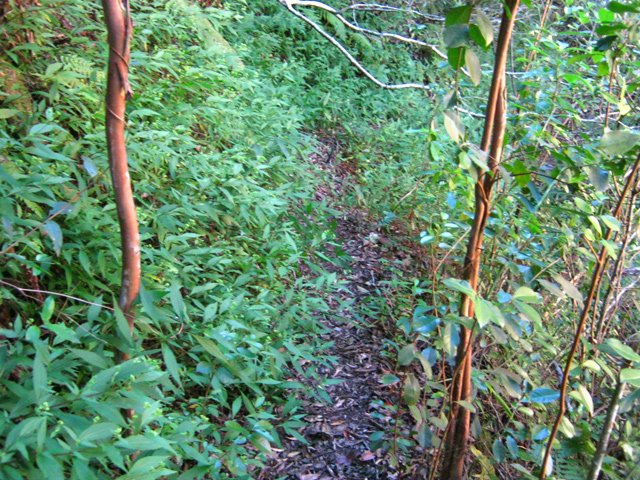 Les goyaviers envahissent de plus en plus Mafate