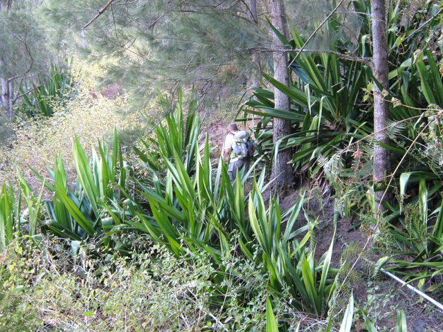 Traversée du plateau sous les filaos et dans les chocas