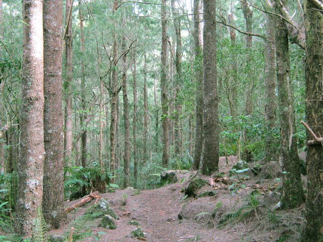La forêt de filaos de Grand Pays