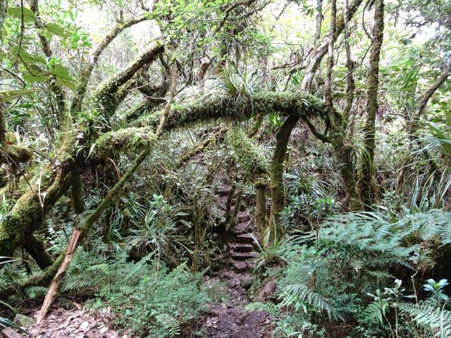Le sentier traverse une magnifique forêt de bois de couleurs de hauts