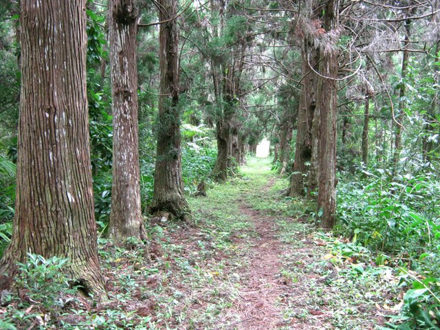 L'allée de cryptomerias qui mène au cimetière