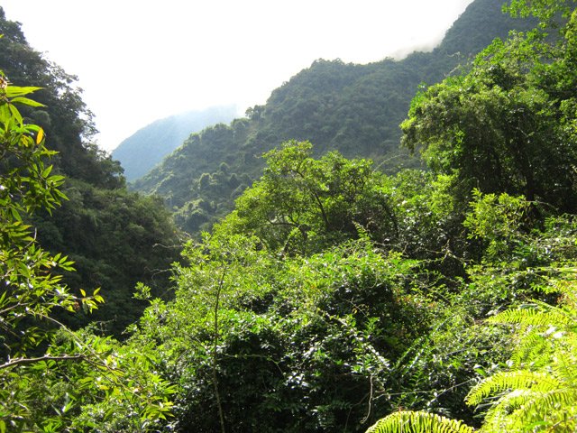 La végétation entourant le Bras Guillaume est assez dense