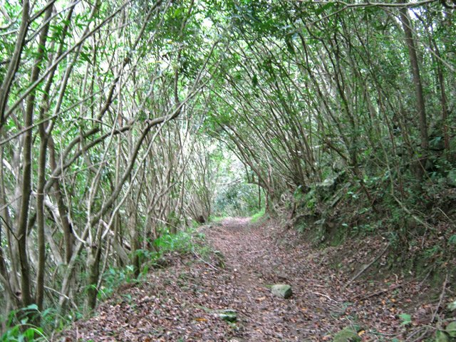 Direction l'Îlet à Guillaume sous les futaies de jamrosats