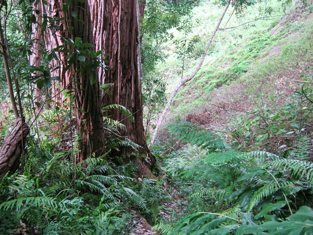 On passe au plus près de grands eucalyptus