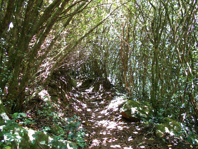 Le sentier vers la Fenêtre est toujours sombre