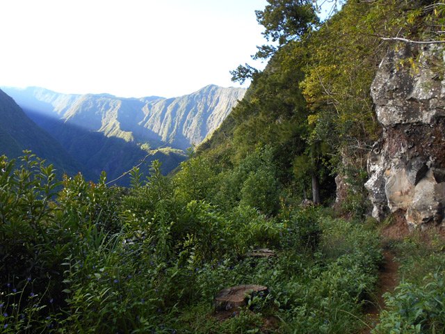 On aperçoit au loin l'Îlet à Guillaume près de la forêt de camphriers