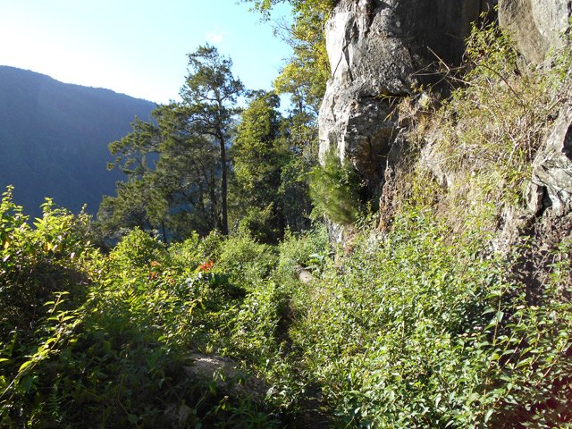 Les jouvences ou l'herbe tente de recouvrir le sentier qui reste toujours visible
