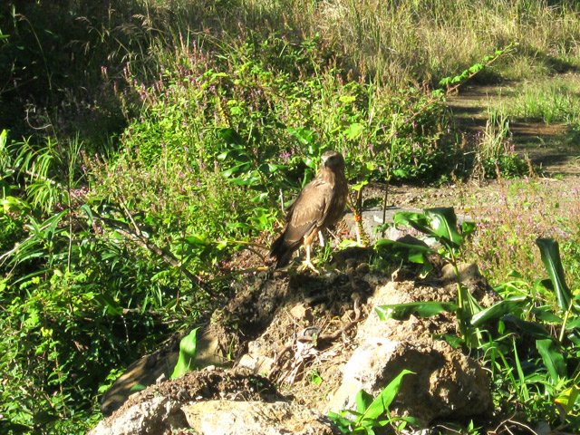 Une femelle papangue qui ne bouge pas, pensant qu'on ne l'a pas vue