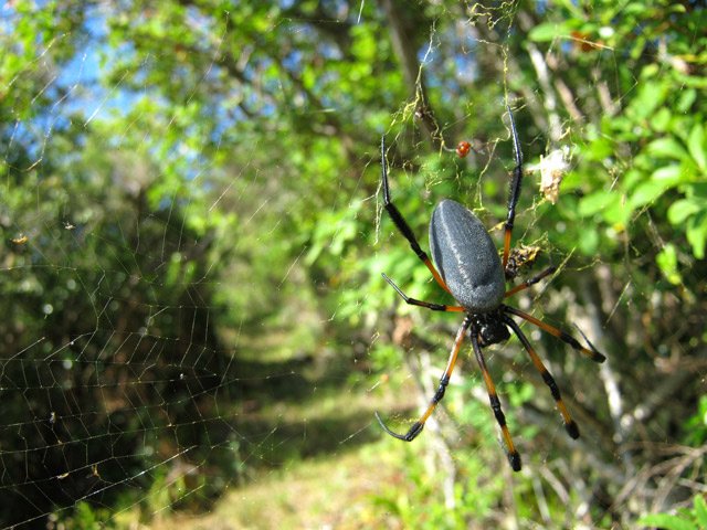 Un gentil habitant du coin. Attention à la morsure nécrosante