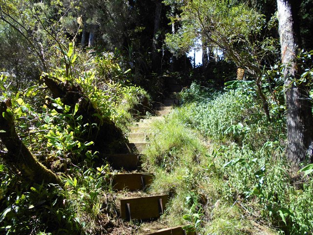Montée vers les cryptomerias par de hautes marches