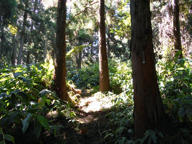 Longue portion ombragée de cryptomerias dans les longoses